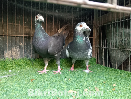 গ্রিজেল রেসার কবুতর